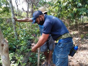 Imagem da notícia - Governo do Amazonas realiza oficina de cadastro de selo do produtor orgânico no Careiro da Várzea