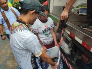 Imagem da notícia - Semana Santa: Indígenas do Amazonas recebem doação de peixes
